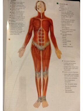 Pictorial Guide Physical Assessment Transparency Overlay Vtg Healthcare Pages